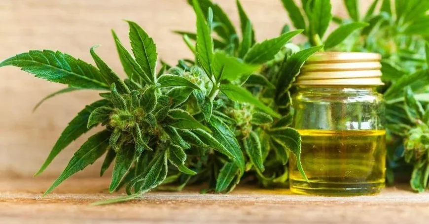 Renewed Attention on ASX Cannabis Stocks as Market Sentiment Improves