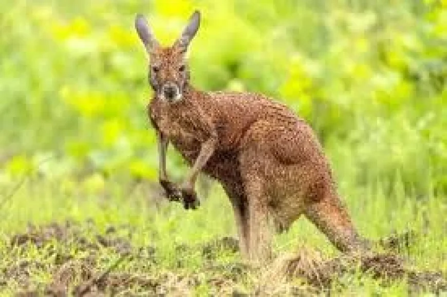 Ministry of Wildlife analyzes safe capture of Wallaby Boucherville