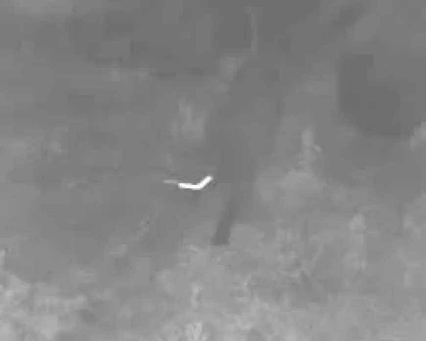 Welsh Government Counts 15 Wales Big Cat Reports Foi