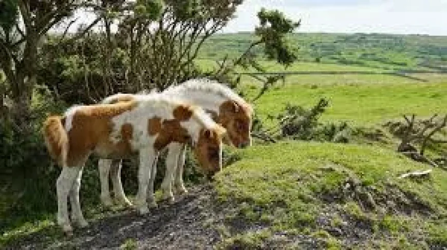 Natural England Urges Rule Change for 1,000 Dartmoor Ponies