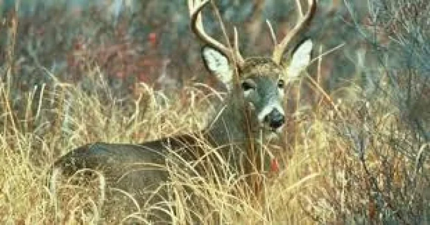 Pennsylvania Game Commission sets June 22 start for 2026-27 licenses