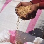 أسعار القمح ترتفع بعد أن علقت روسيا صفقة الحبوب