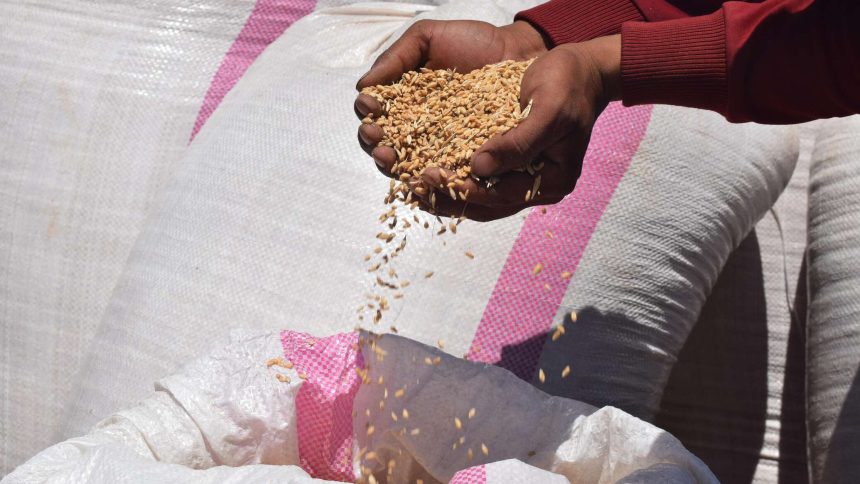 أسعار القمح ترتفع بعد أن علقت روسيا صفقة الحبوب