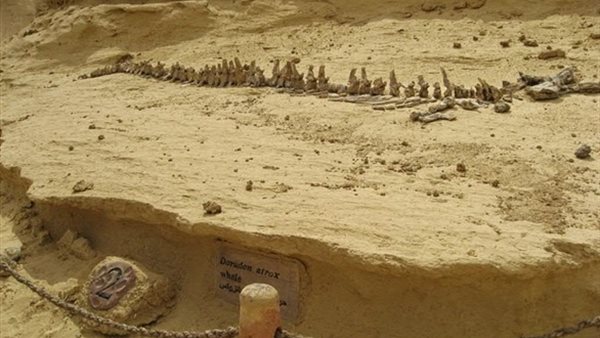 البيئة تحتفل بوضع حجر الأساس لمتحف الحفريات بالفيوم.. الاثنين