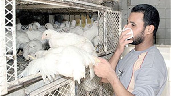 "الصحة": إصابة جديدة بإنفلونزا الطيور.. وإجمالى الحالات 12 خلال العام الحالي
