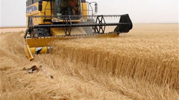 تقرير: 3.2 ملايين فدان إجمالي مساحة القمح المزروعة الموسم الحالي.. و19 إردبا الإنتاجية المتوقعة