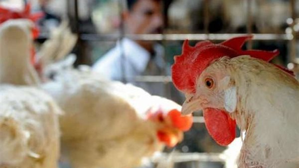 خبراء بيطريون: الاستهانة بالتقارير الدولية عن تفشى "إنفلونزا الطيور" بمصر "كارثة"