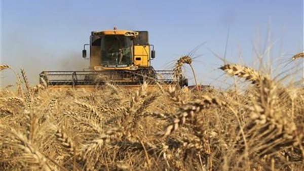 مجلس الحبوب الفرنسي يتوقع انخفاض صادرات القمح بسبب المواصفات المصرية الجديدة
