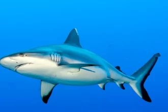 اكتشاف أنواع جديدة من أسماك القرش في المحيط الأطلسي