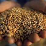 بيان رسمي يكشف أموال ضخمة دفعتها لمصر لاستيراد القمح