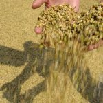 تراجع مؤشر أسعار القمح بسبب استئناف "ممر الحبوب"