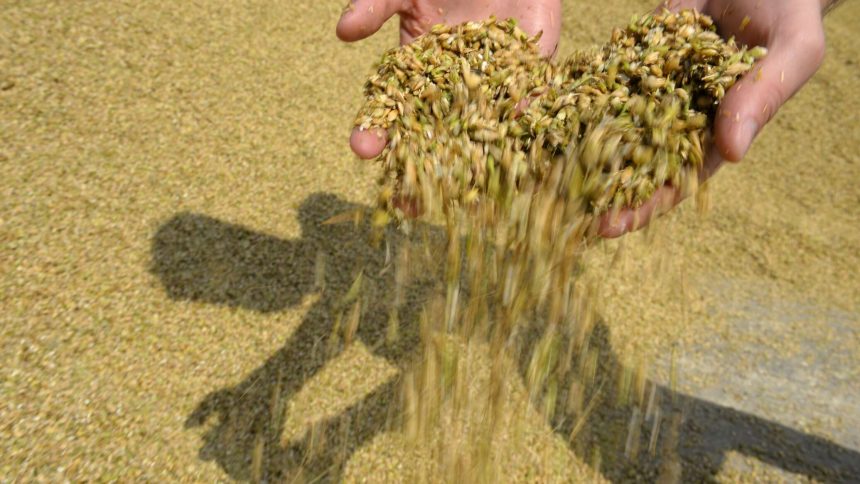 تراجع مؤشر أسعار القمح بسبب استئناف "ممر الحبوب"