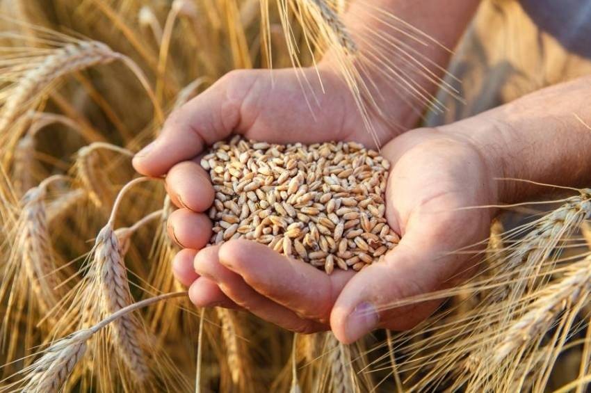 السعودية تحدد سعر شراء القمح المحلي عند 1750 ريالاً للطن في 2023