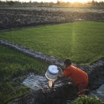 مصر.. الحكومة تكشف أسباب اختفاء الأرز المفاجئ من البلاد