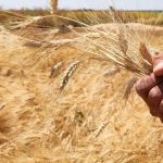 الاتحاد الأوروبي يتجه لإنهاء الموسم باحتياطيات مريحة من القمح