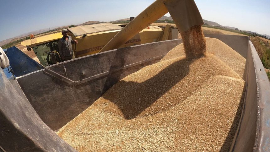 بولندا تكشف عن كمية الحبوب الأوكرانية المصدرة عبر أراضيها