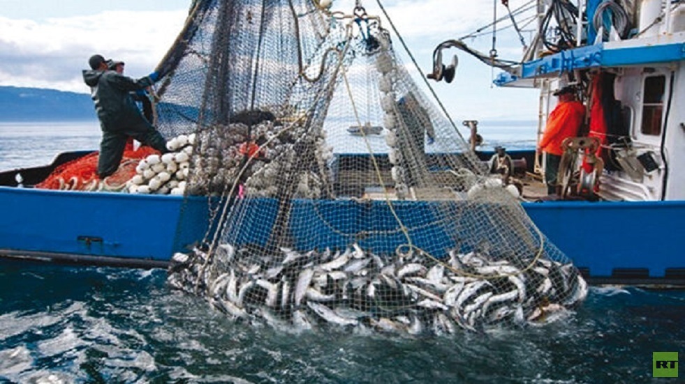 خبير: مصر قادرة على زيادة عائداتها من تصدير الأسماك لأكثر من مليار دولار