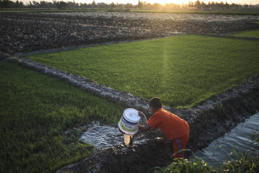 مصر تكشف الأسباب الحقيقية للأزمة الراهنة فى إنتاج الأرز