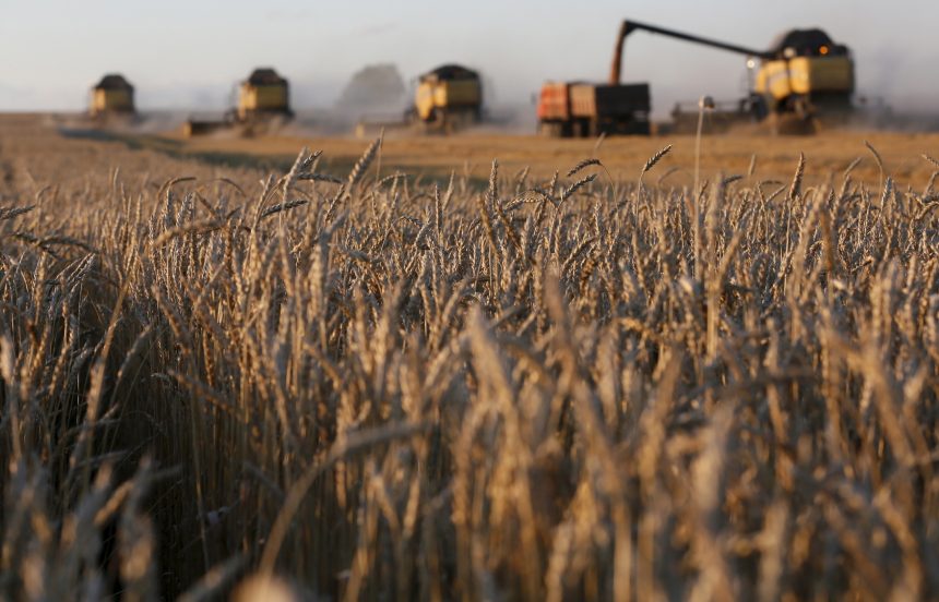 مصر تسعى لزيادة زراعة القمح في الشتاء