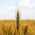 روسيا تصدر كمية كبيرة من القمح إلى مصر