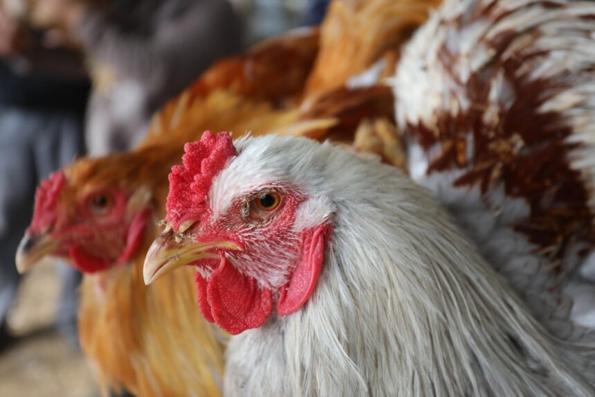 أول رد في مصر على سعر الدجاج المستورد المثير للجدل