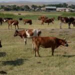 اكتشاف حالة "جنون البقر" في البرازيل ووقف عدد من الدول استيراد اللحوم منها