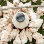 "دجاجتان لكل مواطن".  الحكومة المصرية تصدر بيانا بشأن الدجاج البرازيلي