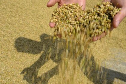 تتوقع روسيا موسمًا قياسيًا في محاصيل الحبوب