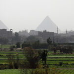 الدمار يهدد أهم محاصيل مصر