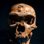 دراسة: أسلاف إنسان النياندرتال كانوا مهددين بالانقراض قبل 900 ألف سنة