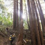 تكشف الدراسة الغموض وراء قدرة الأخشاب الحمراء على مقاومة حرائق الغابات