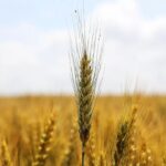 مصر تعلن شراء آلاف الأطنان من القمح الروسي
