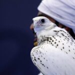 البحرين تنضم إلى معاهدة جير للحفاظ على الصقور
