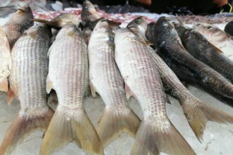 أسعار الأسماك اليوم الخميس.. البوري يبدأ من 90 جنيهًا