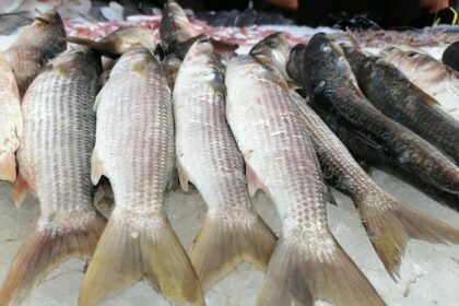أسعار الأسماك اليوم الخميس.. البوري يبدأ من 90 جنيهًا