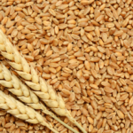 مجلس الوزراء يناقش زيادة أسعار توريد القمح دعمًا للفلاح