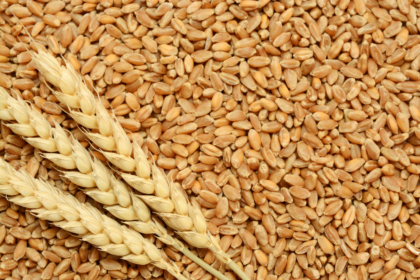 مجلس الوزراء يناقش زيادة أسعار توريد القمح دعمًا للفلاح