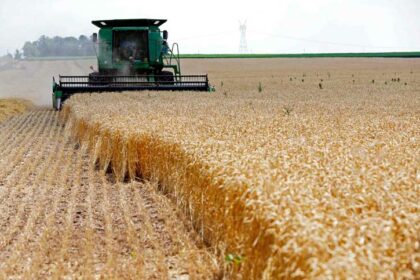 وزير التموين: البدء فورا في تشكيل لجان استلام القمح من المزارعين