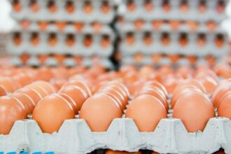 أسعار البيض اليوم الخميس 18 أبريل 2024 في الأسواق.. هل انخفض؟