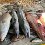 أسعار الأسماك اليوم الأحد 7 أبريل 2024 في الأسواق