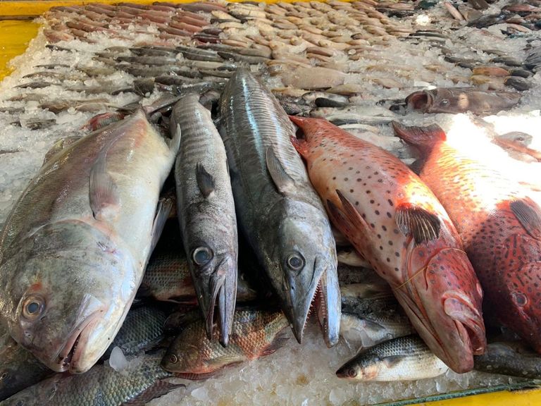 أسعار الأسماك اليوم الأحد 7 أبريل 2024 في الأسواق