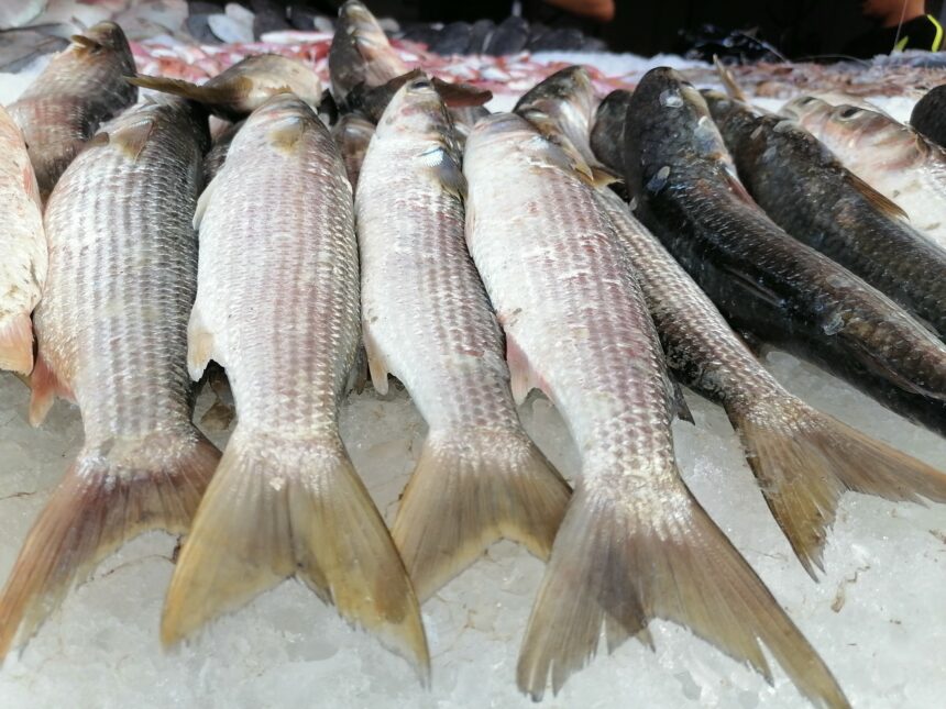 بعد حملات المقاطعة.. أسعار الأسماك اليوم الخميس في الأسواق