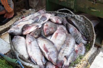 شعبة الأسماك تكشف مصير الأسعار في الأسواق بعد حملات المقاطعة