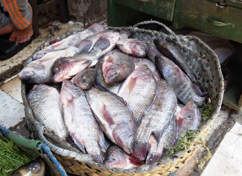 شعبة الأسماك تكشف مصير الأسعار في الأسواق بعد حملات المقاطعة