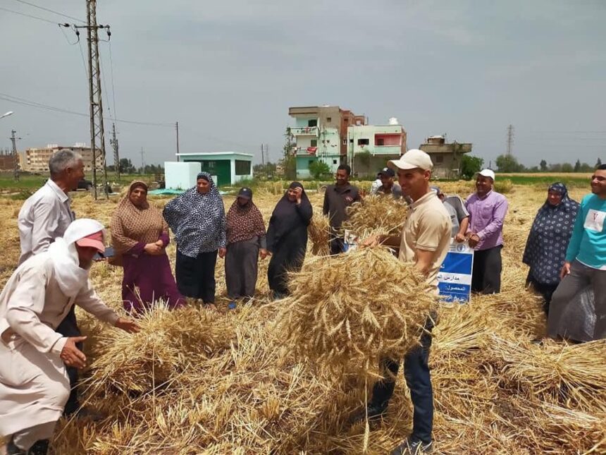 محافظ كفر الشيخ: استمرار حصاد وتوريد القمح بـ 25 شونة بالمحافظة 