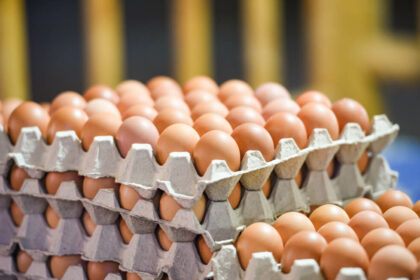 تراجع كبير لأسعار بيض المائدة اليوم الخميس - كم سعر الكرتونة؟ - بوابة البلد
