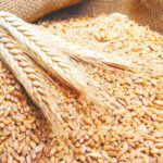 قفز البوشل 17 دولاراً عالمياً في أسعار القمح - بوابة البلد