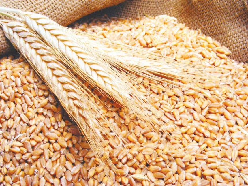 أسعار القمح ترتفع عالميا بنسبة 2.81% - بوابة البلد