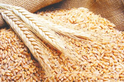 قفز البوشل 17 دولاراً عالمياً في أسعار القمح - بوابة البلد
