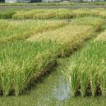 تصدر مصر عالميا في إنتاج الأرز في بحوث المحاصيل الحقلية - بوابة البلد